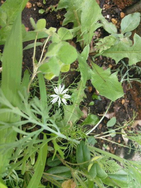 ８日目。その２。白い花、紫の花。