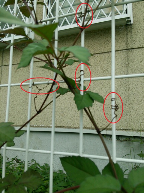 つる科植物１.JPG